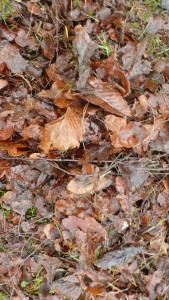 Leaves