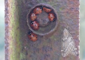Ladybirds