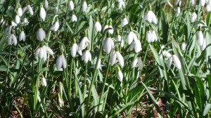 Snow Drops