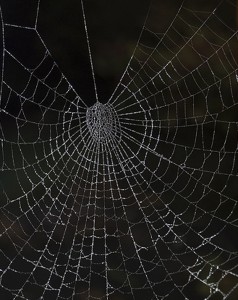 Web
